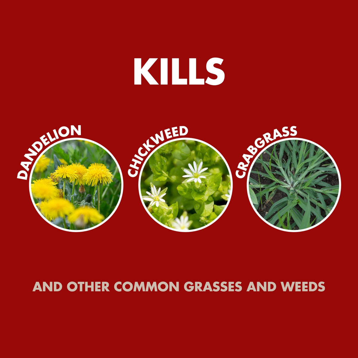 Weed and Grass Killer Concentrate 32 Oz B920058