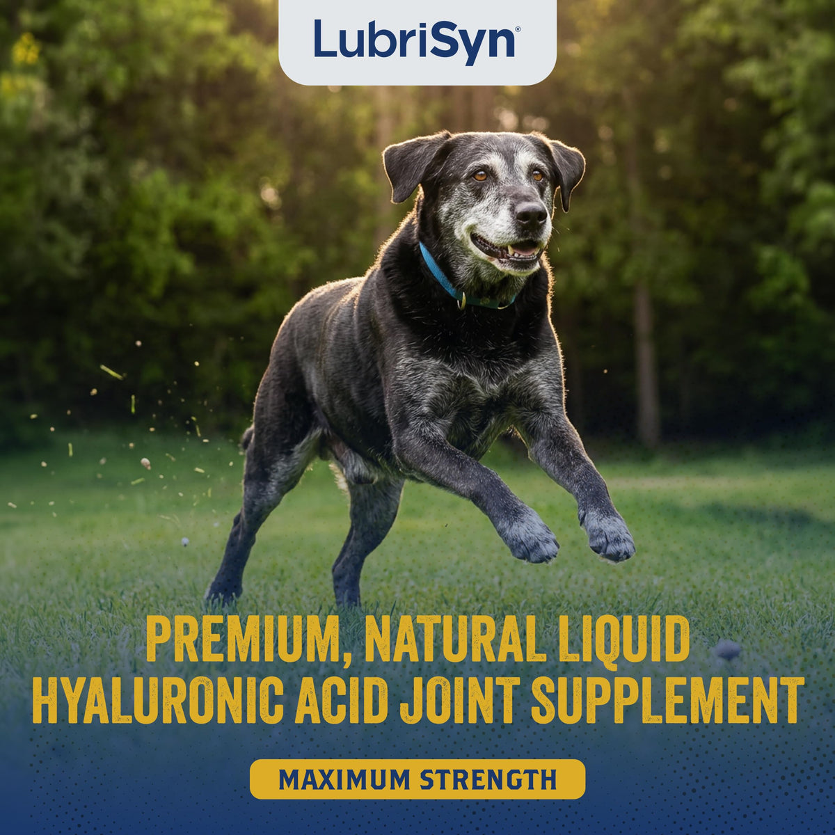 Hyaluronic Acid Hip & Joint Supplement for Dogs & Cats, 16 oz M208